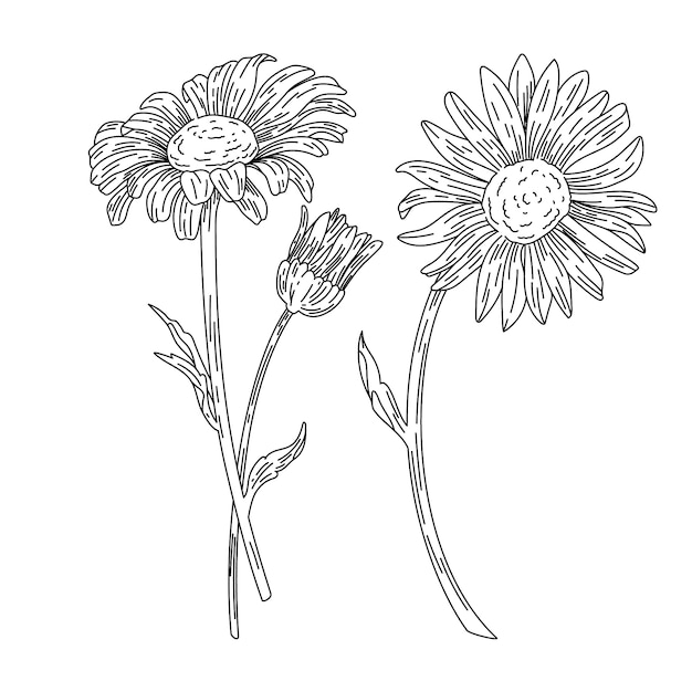 Free Vector hand drawn daisy outline illustration