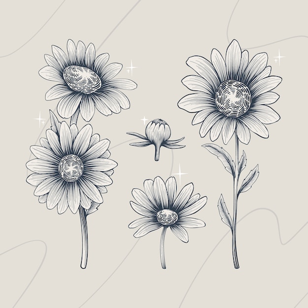 Free vector hand drawn daisy outline illustration