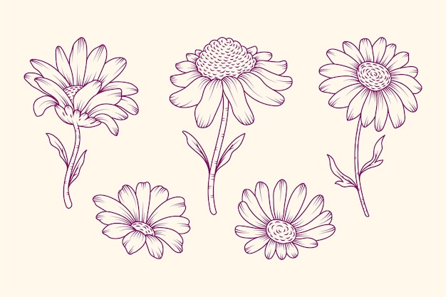 Hand drawn daisy outline illustration