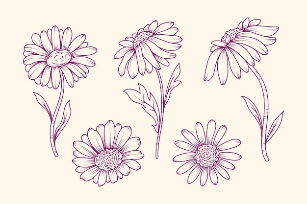 Free vector hand drawn daisy outline illustration