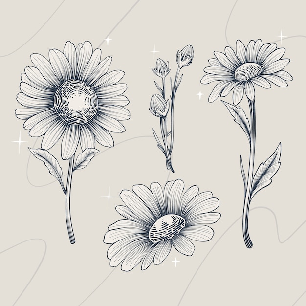 Free vector hand drawn daisy outline illustration