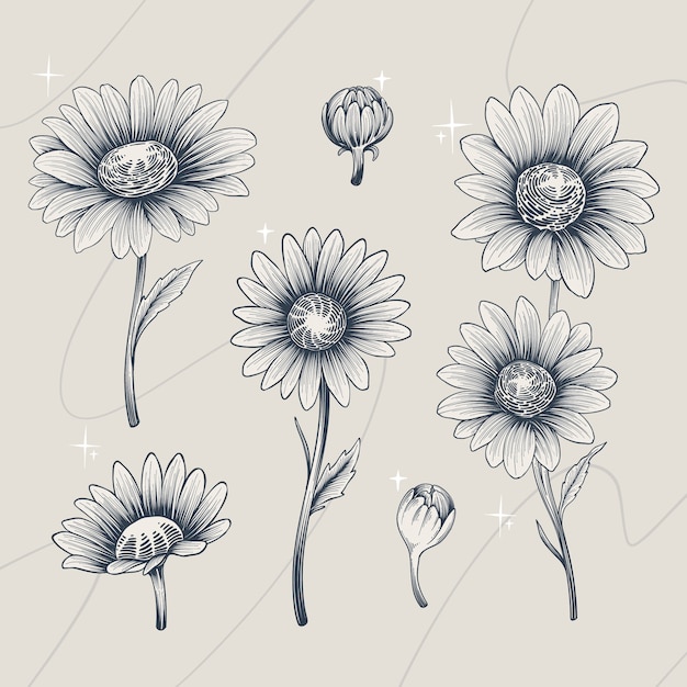 Free Vector hand drawn daisy outline illustration