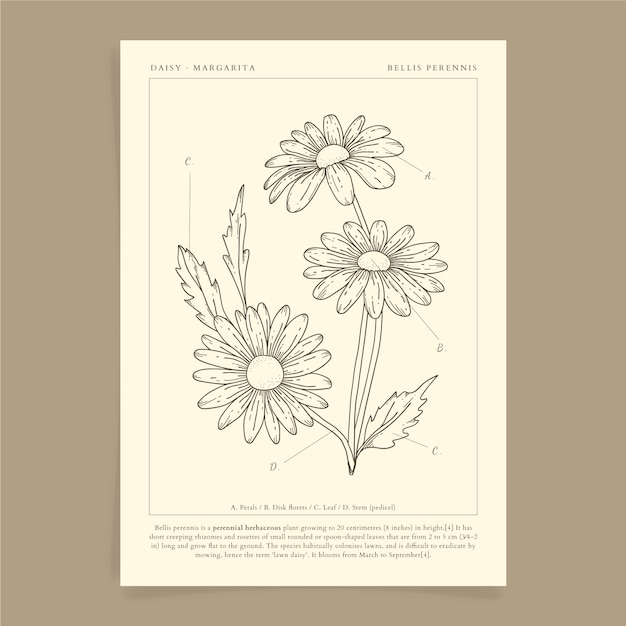 Free vector hand drawn daisy outline illustration