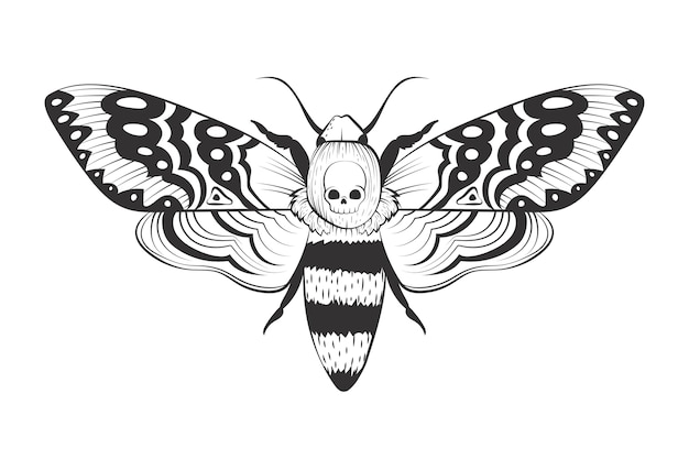 Free vector hand drawn death moth drawing illustration