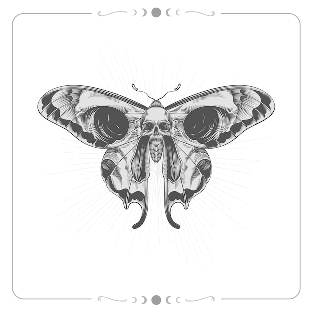 Hand drawn death moth drawing illustration