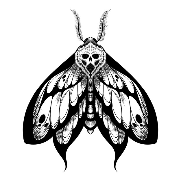 Hand drawn death moth drawing illustration