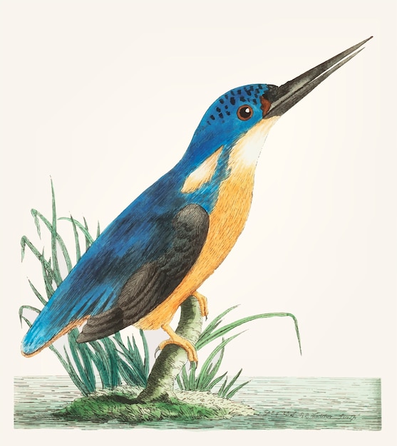 Free Vector hand drawn of deep blue kingfisher