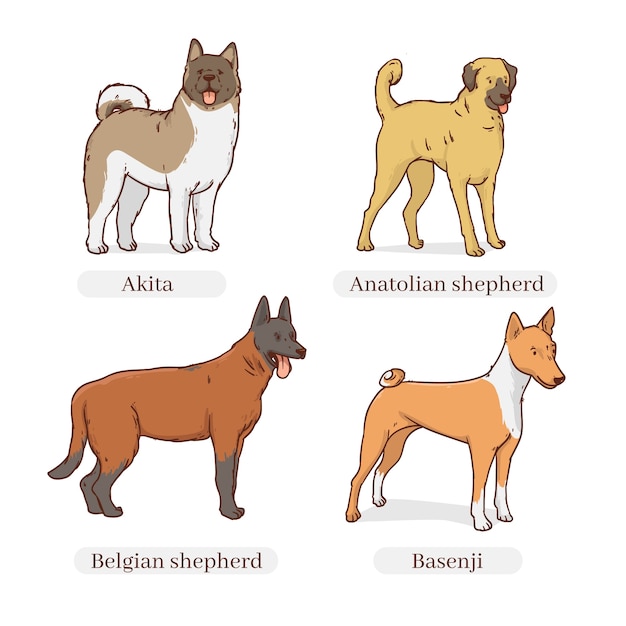 Free Vector hand drawn dog breeds illustration