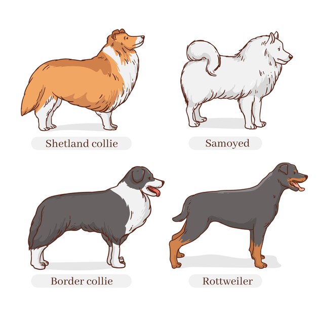 Hand drawn dog breeds illustration