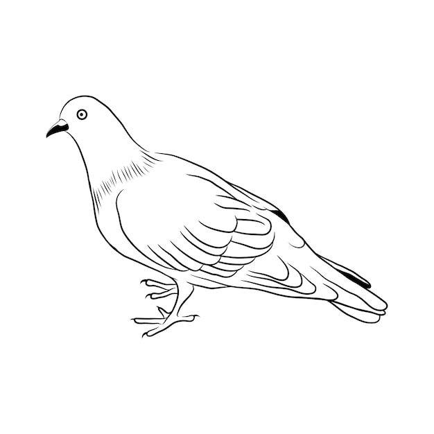 Hand drawn dove outline illustration