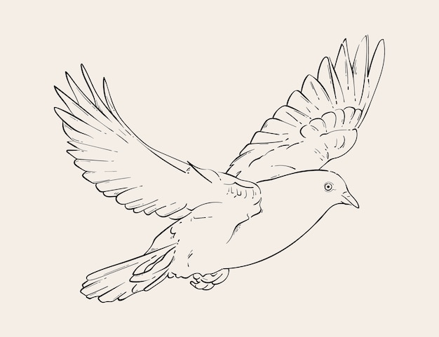 Hand drawn dove outline illustration