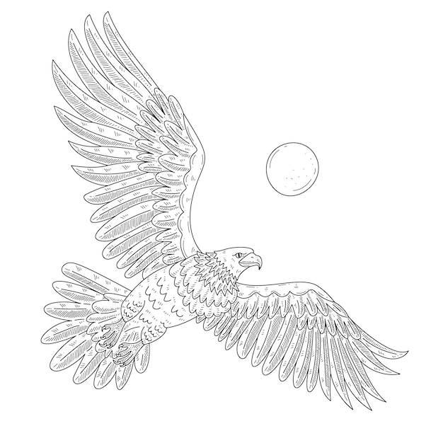 Hand drawn eagle  flying drawing illustration