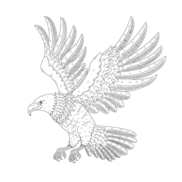 Hand drawn eagle  flying drawing illustration