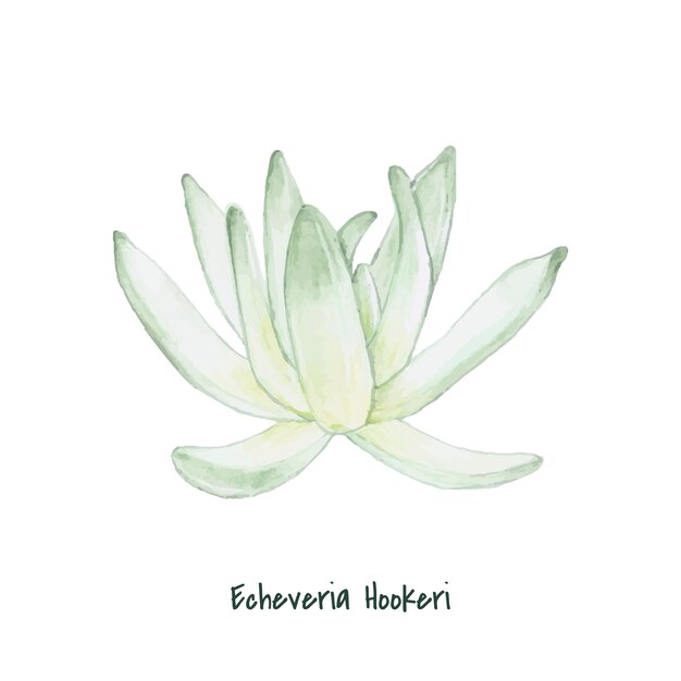 Hand drawn Echeveria hookeri succulent