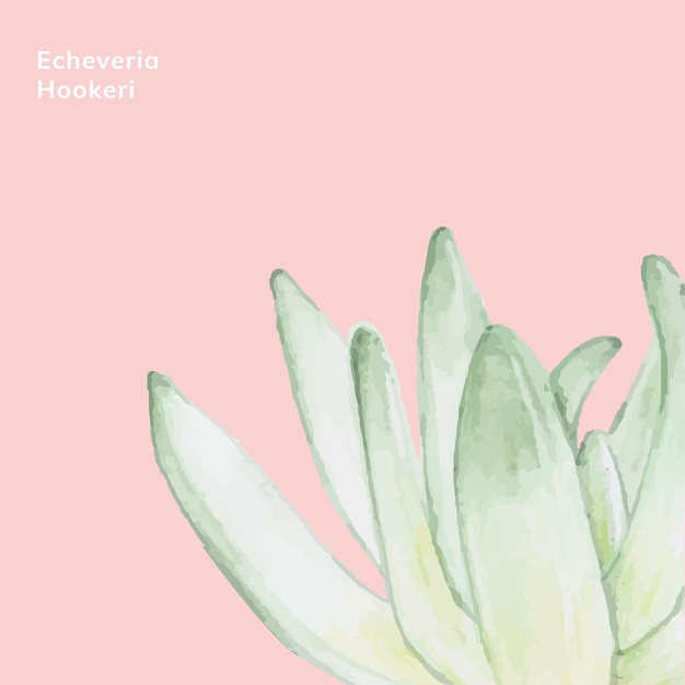 Free Vector hand drawn echeveria hookeri succulent