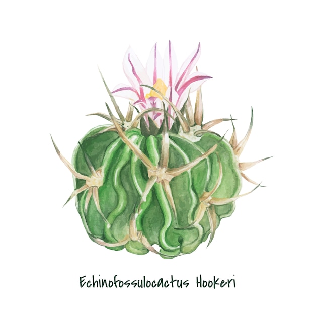 Free Vector hand drawn echinofossulocactus hookeri cactus