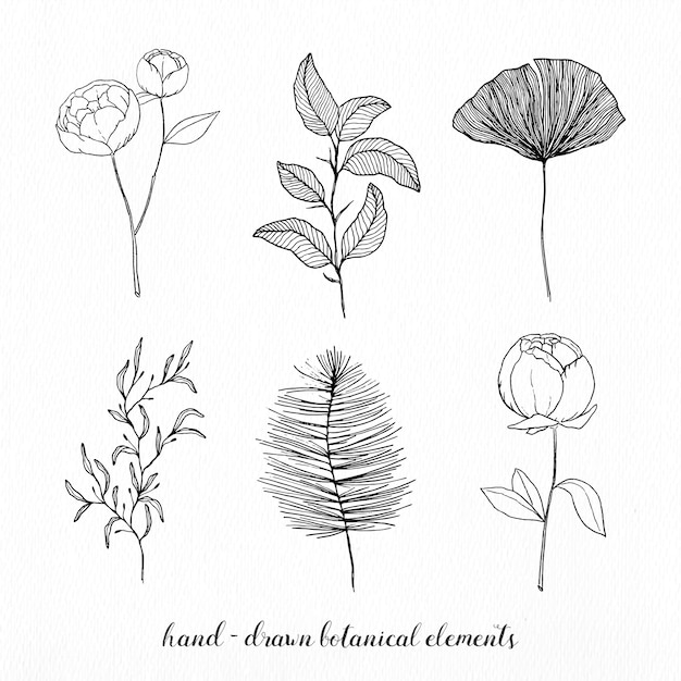 Hand drawn elegant botanical elements