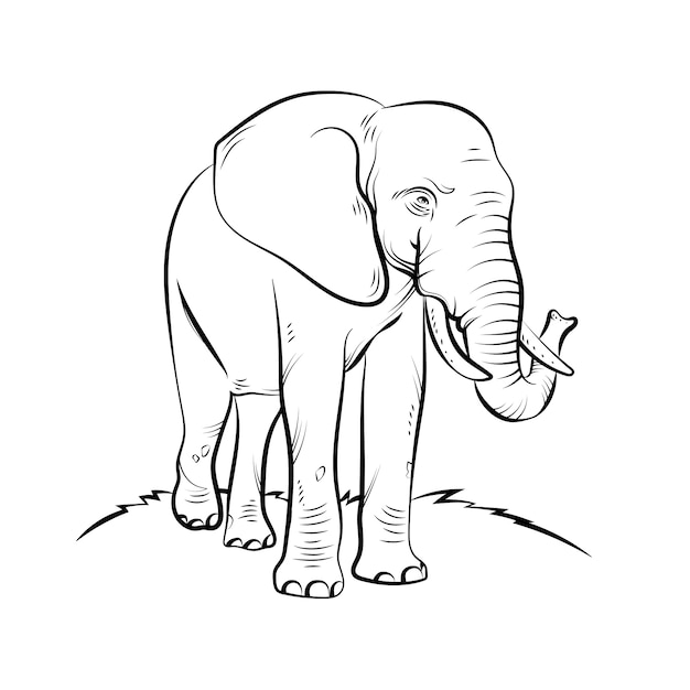 Hand drawn elephant illustration