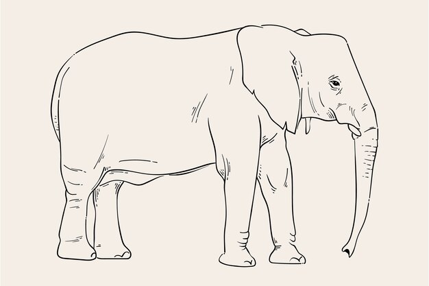 Hand drawn elephant outline illustration