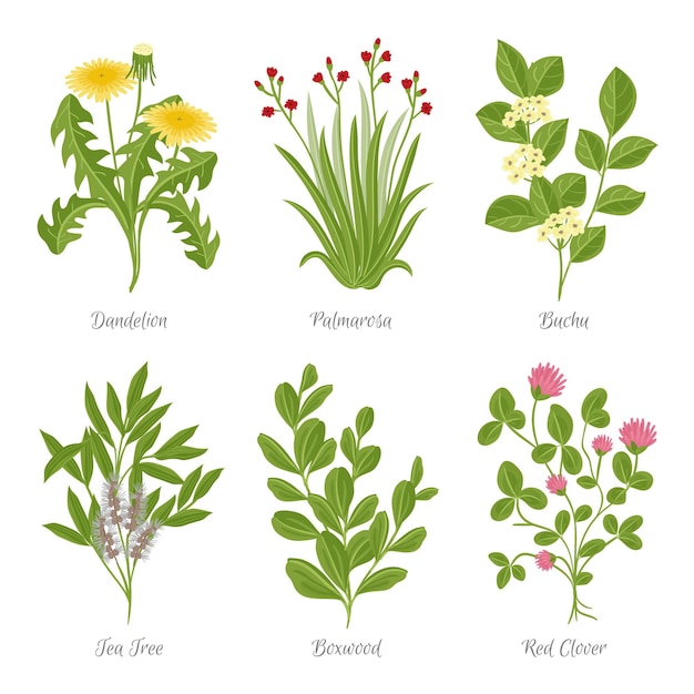 Free Vector hand drawn essential oil herb pack