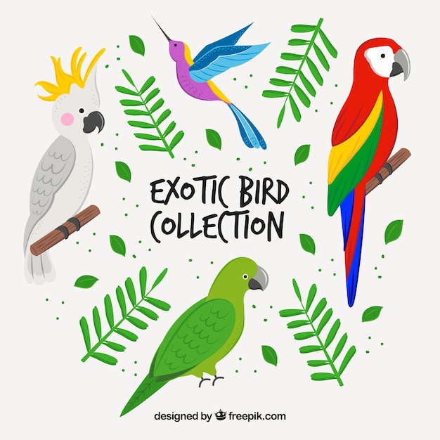 Hand drawn exotic bird collection