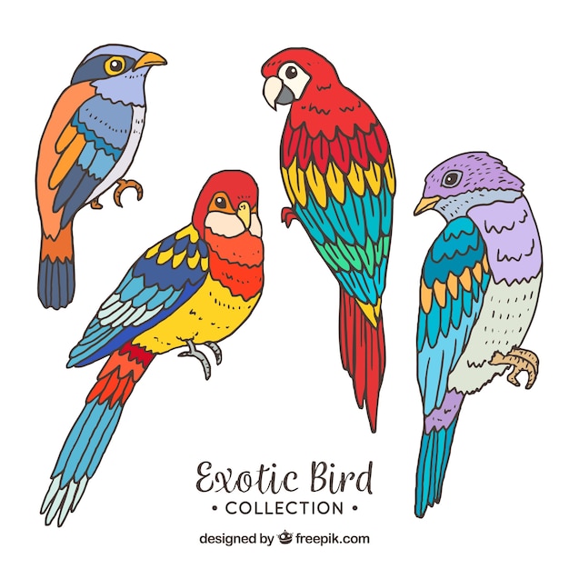 Hand drawn exotic bird collection