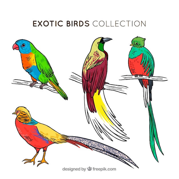 Free Vector hand drawn exotic bird collection