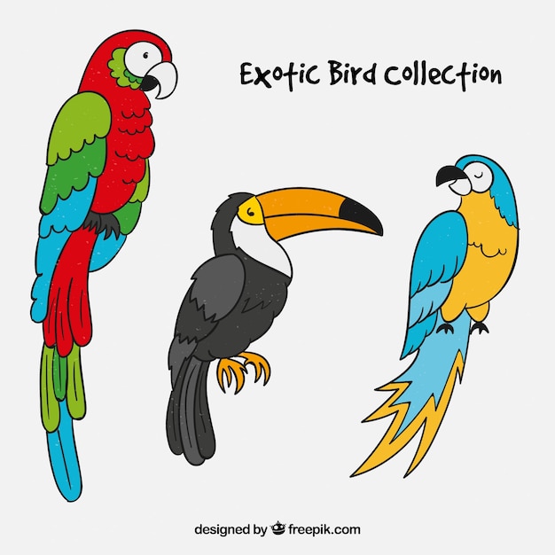 Hand drawn exotic bird collection