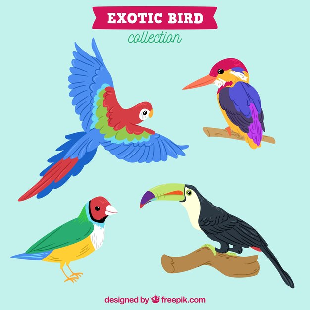 Hand drawn exotic bird collection