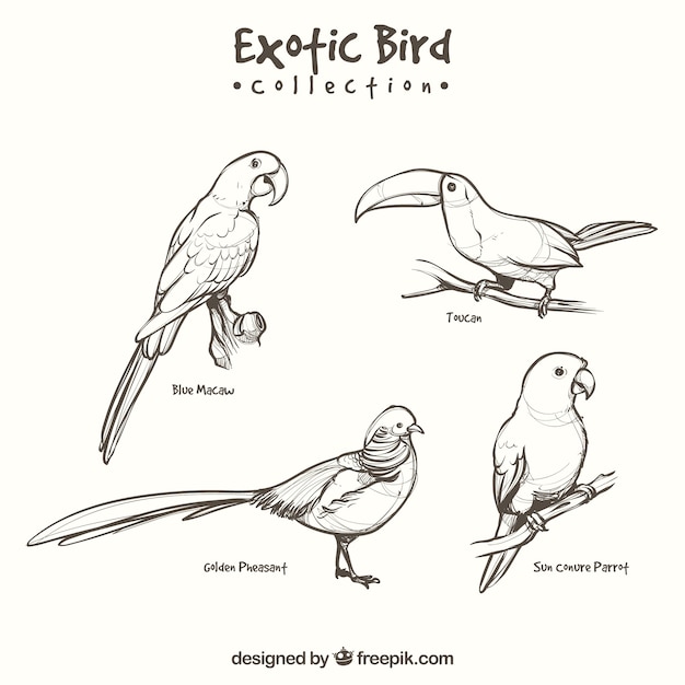 Free Vector hand drawn exotic bird collection