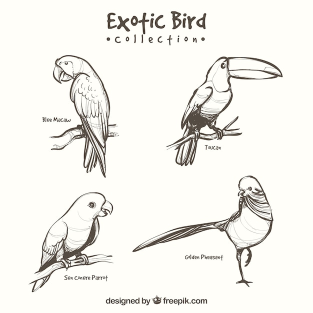 Hand drawn exotic bird collection