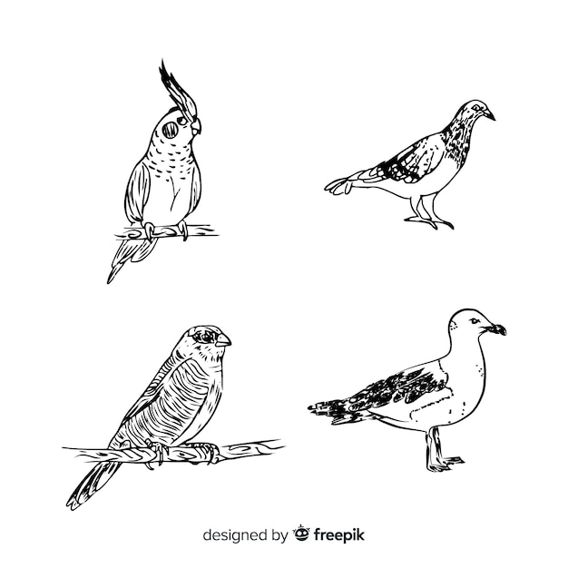 Free Vector hand drawn exotic bird collection