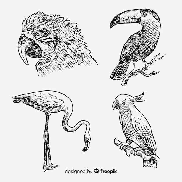 Hand drawn exotic bird collection