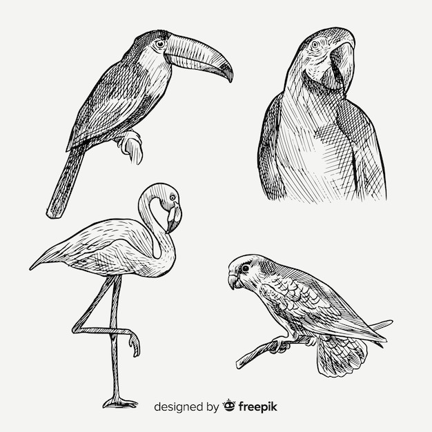 Free Vector hand drawn exotic bird collection