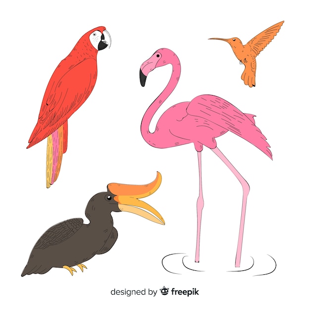 Hand drawn exotic bird collection