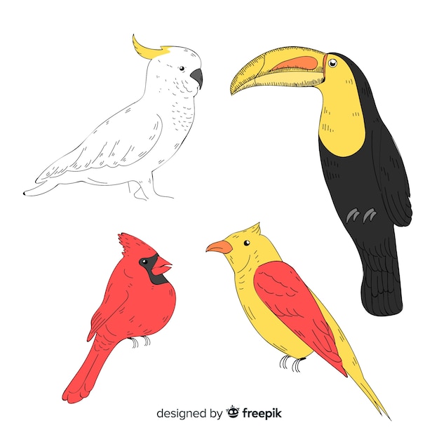 Hand drawn exotic bird collection