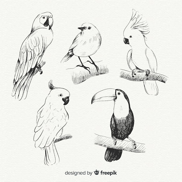 Free vector hand drawn exotic bird collection