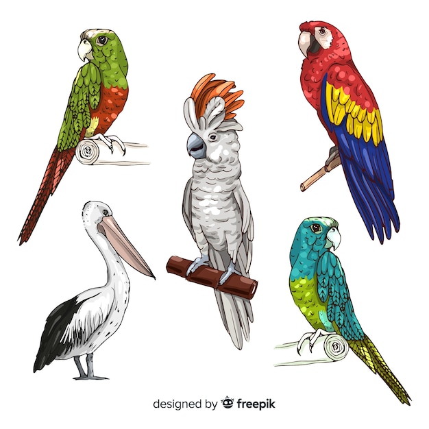 Free vector hand drawn exotic bird collection