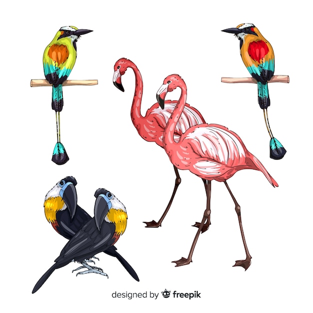 Hand drawn exotic bird collection