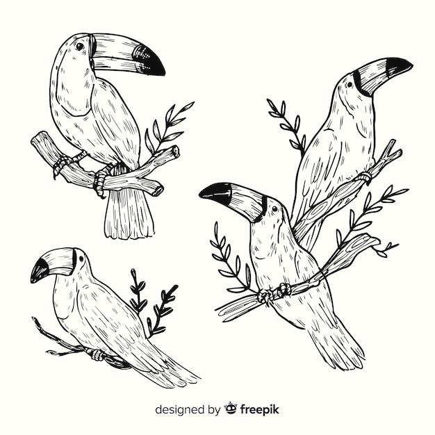 Hand drawn exotic bird collection