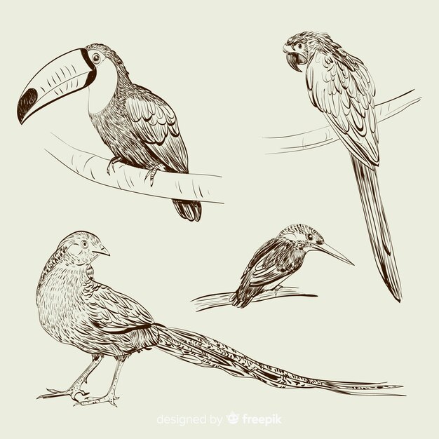 Hand drawn exotic bird collection