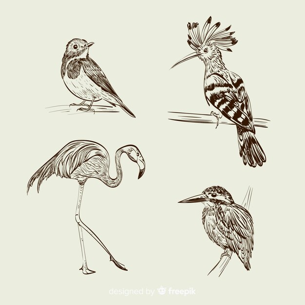 Hand drawn exotic bird collection