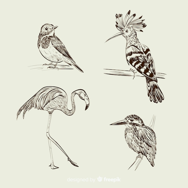 Hand drawn exotic bird collection