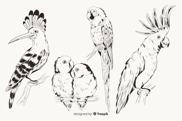 Hand drawn exotic bird collection