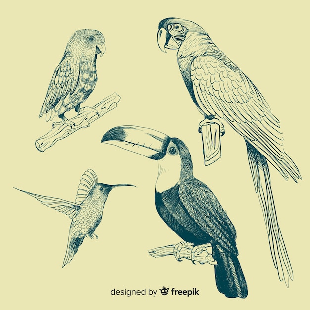 Hand drawn exotic bird collection