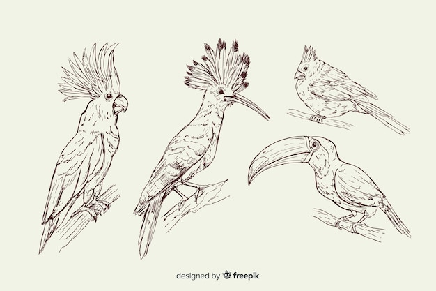 Hand drawn exotic bird collection