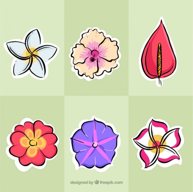 Free Vector hand drawn exotic flowers