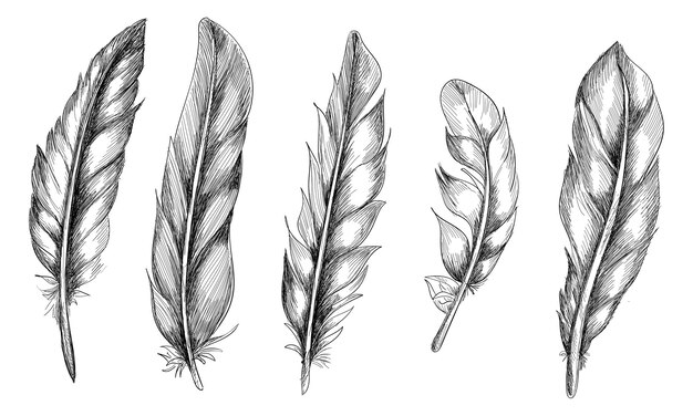 Hand drawn feathers set on white background