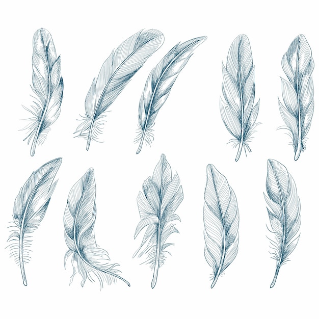 Free Vector hand drawn feathers set on white background