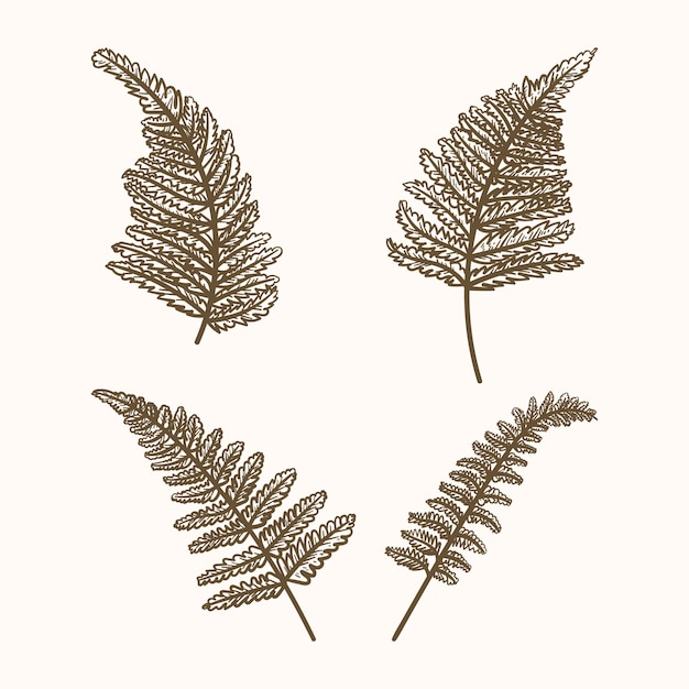 Free Vector hand drawn fern drawing illustration